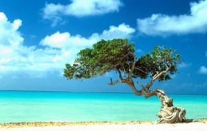 + informaci&oacute;n paquete a�reo: ARUBA 2010 COPA VACATIONS 